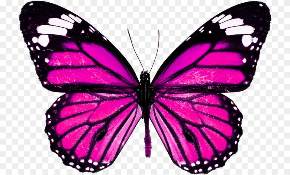 Monarch Butterfly High Resolution Pink Butterfly Purple, Animal, Insect, Invertebrate Free Transparent Png