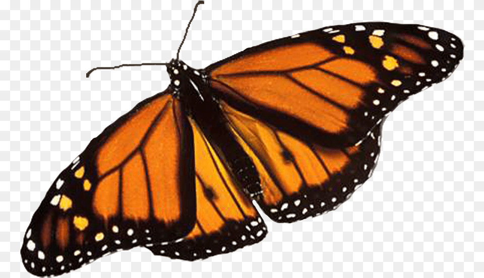 Monarch Butterfly Image Background Real Monarch Butterfly Wings, Animal, Insect, Invertebrate Free Png