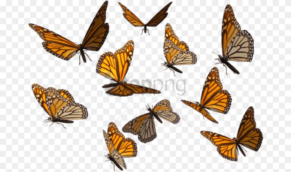 Monarch Butterfly Image With Background Butterflies, Animal, Insect, Invertebrate, Bird Free Transparent Png