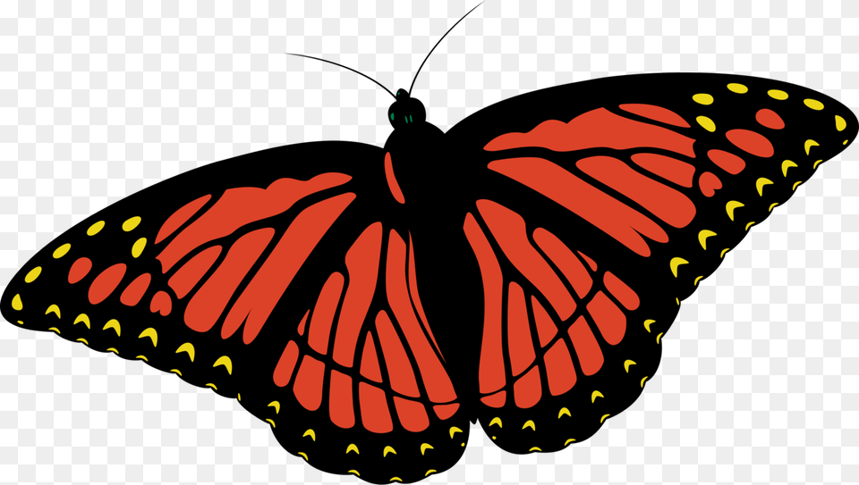 Monarch Butterfly Insect Coloring Book Drawing, Animal, Invertebrate Free Transparent Png