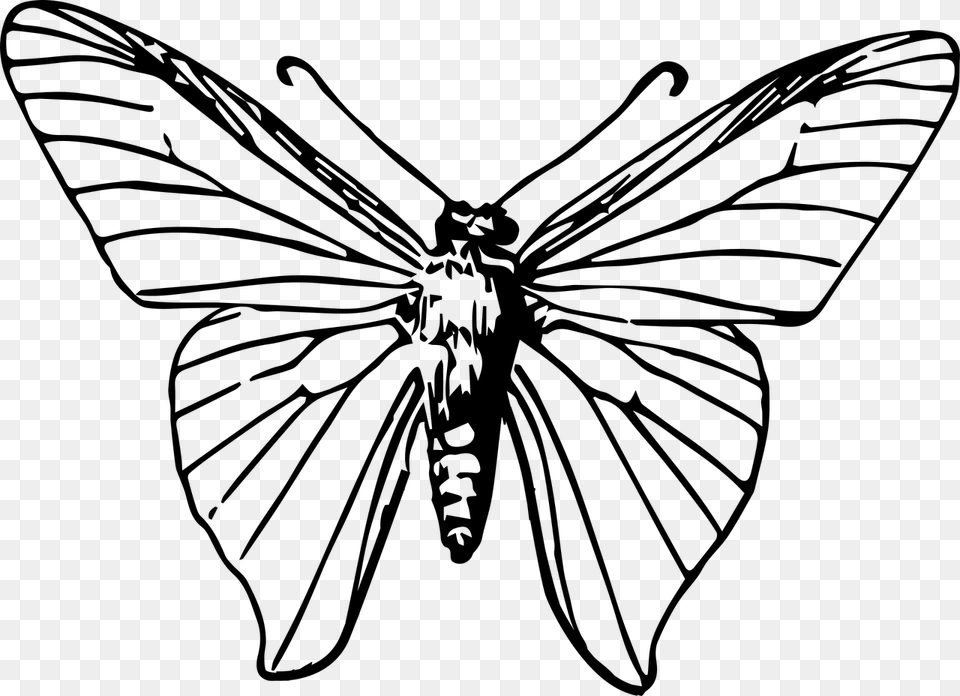 Monarch Butterfly Insect Moth Clip Art, Gray Free Png