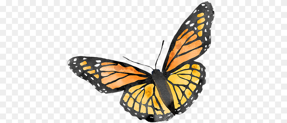 Monarch Butterfly Monarch Butterfly, Animal, Insect, Invertebrate, Reptile Png
