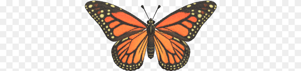 Monarch Butterfly Monarch Butterfly Animal Crossing New Horizons, Insect, Invertebrate, Reptile, Snake Free Png