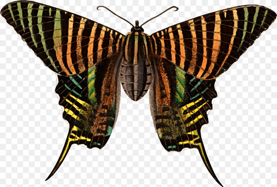 Monarch Butterfly Moth Brush Footed Butterflies Urania, Animal, Insect, Invertebrate Free Png Download