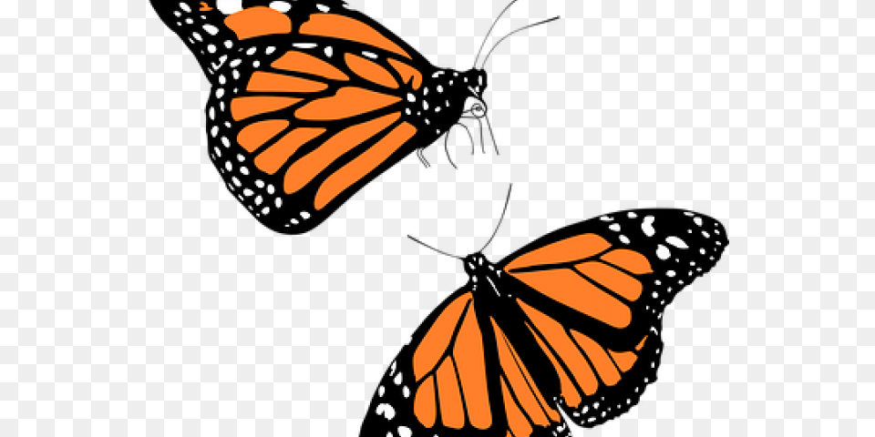 Monarch Butterfly On Dumielauxepices Net Monarch Clipart, Animal, Insect, Invertebrate Free Png