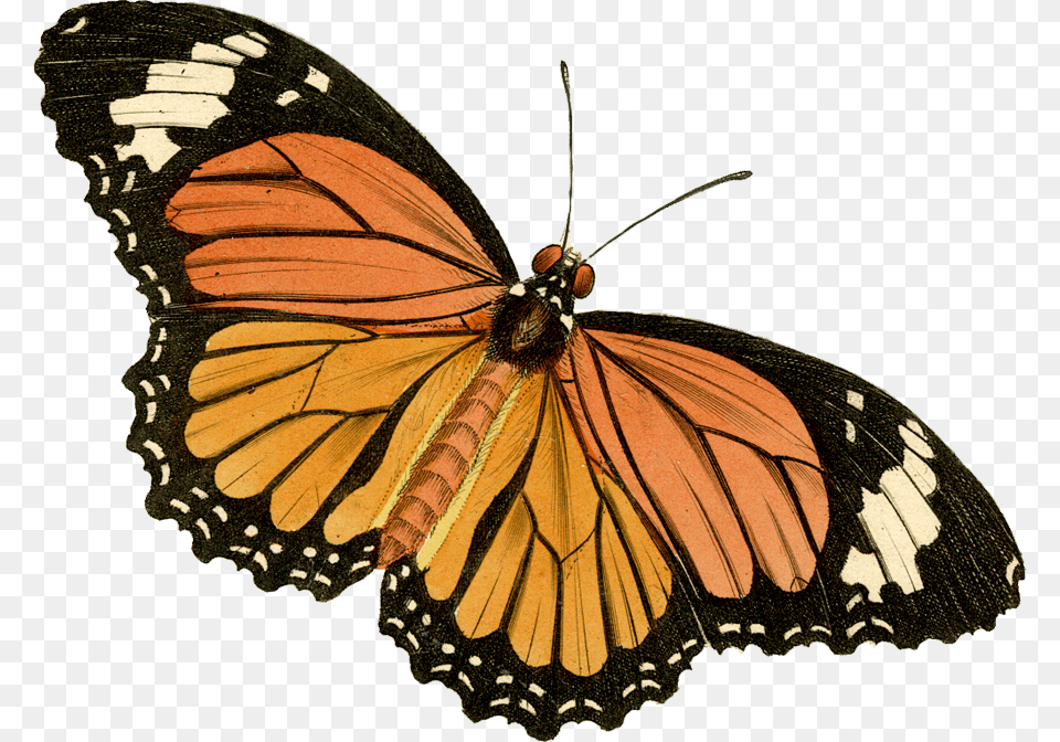 Monarch Butterfly Painted Lady, Animal, Insect, Invertebrate Free Transparent Png