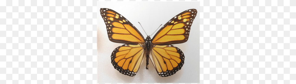Monarch Butterfly Print, Animal, Insect, Invertebrate, Appliance Png Image