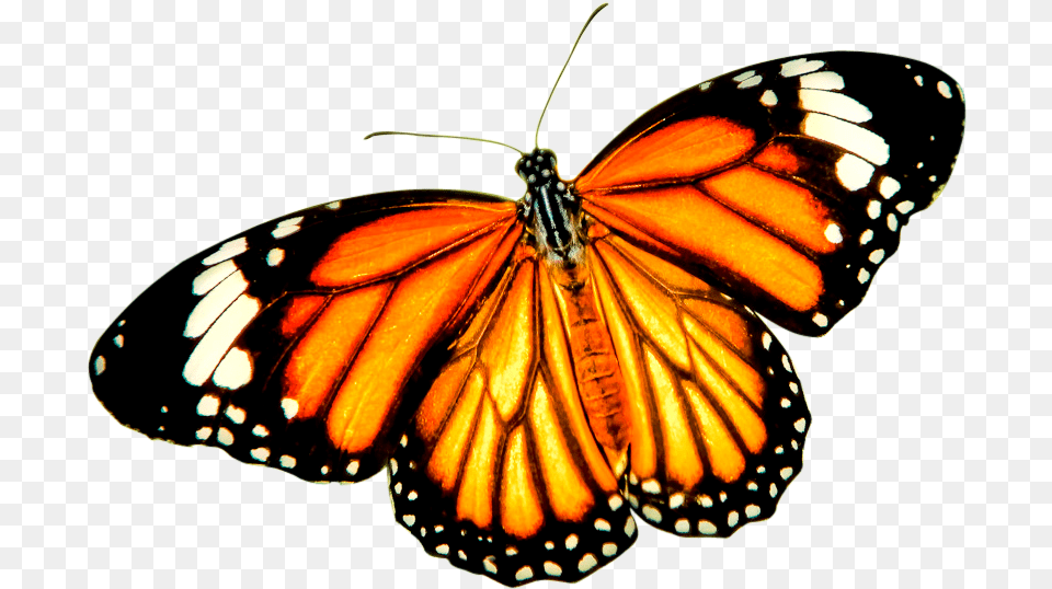 Monarch Butterfly Tiger Danaus Genutia Insect Orange Butterfly Background, Animal, Invertebrate Free Transparent Png