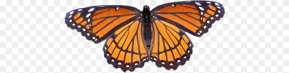 Monarch Butterfly Transparent Background Butterfly Transparents Orange, Animal, Insect, Invertebrate Png
