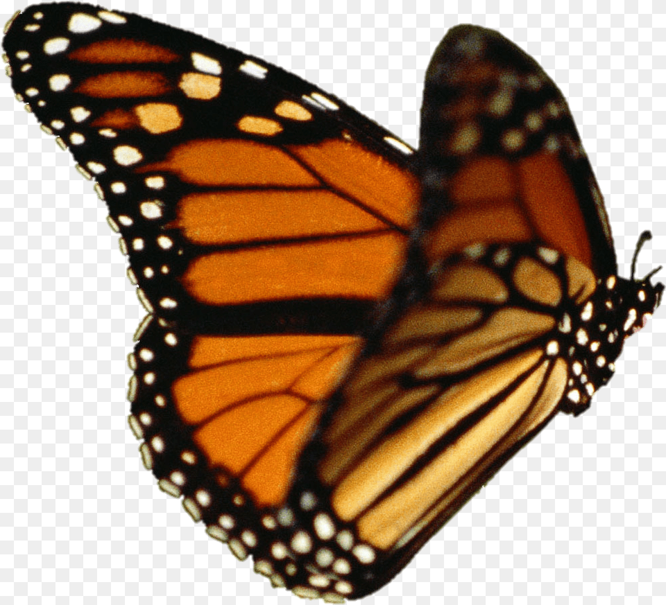 Monarch Butterfly Transparent Background Download Monarch Butterfly Transparent Background, Animal, Insect, Invertebrate Png Image