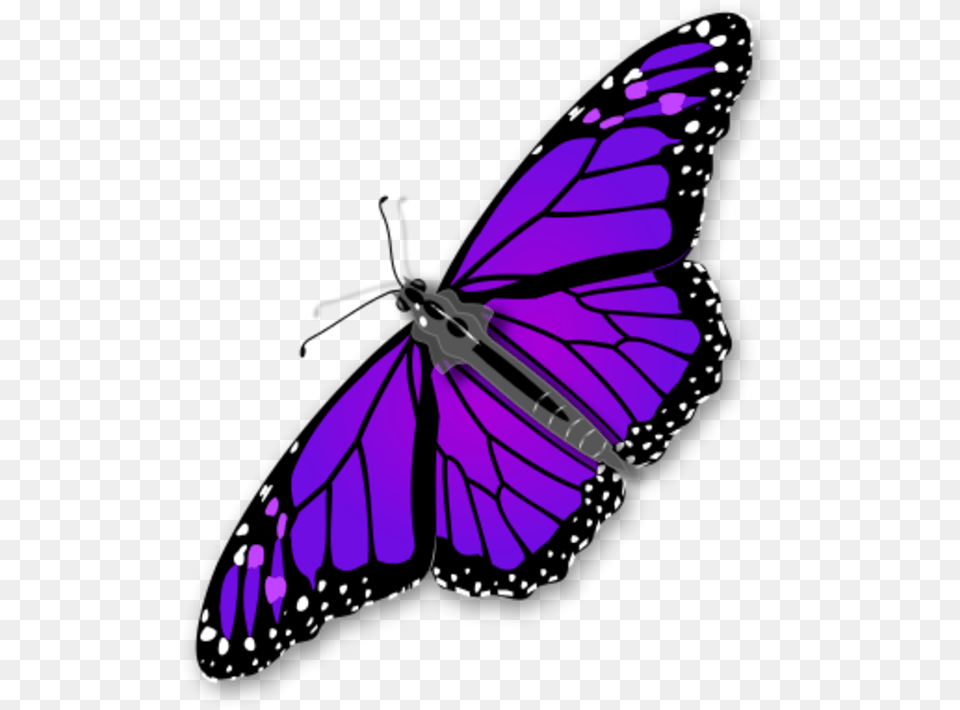 Monarch Butterfly Transparent Monarch Butterfly Gif, Purple, Animal, Insect, Invertebrate Png Image