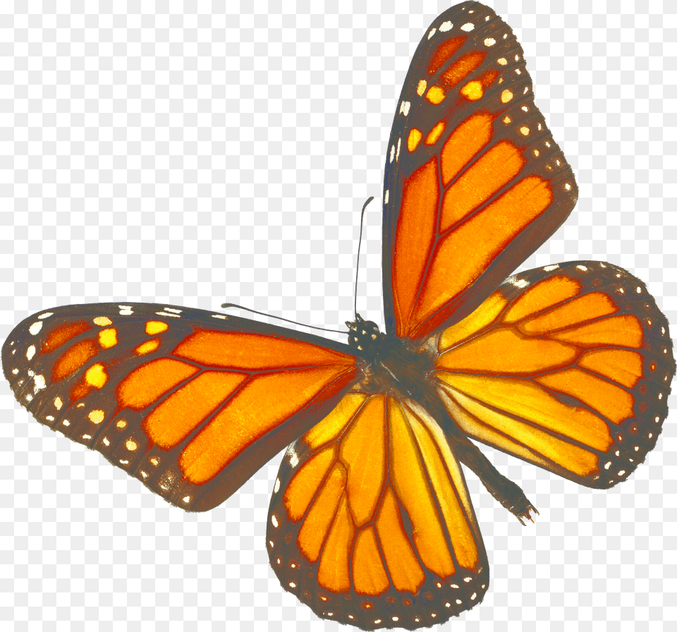 Monarch Butterfly White Background Free Png