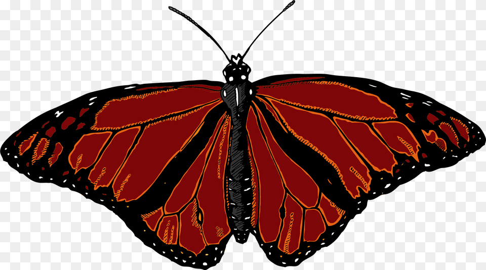 Monarch Butterfly With White Background, Animal, Insect, Invertebrate, Person Free Transparent Png