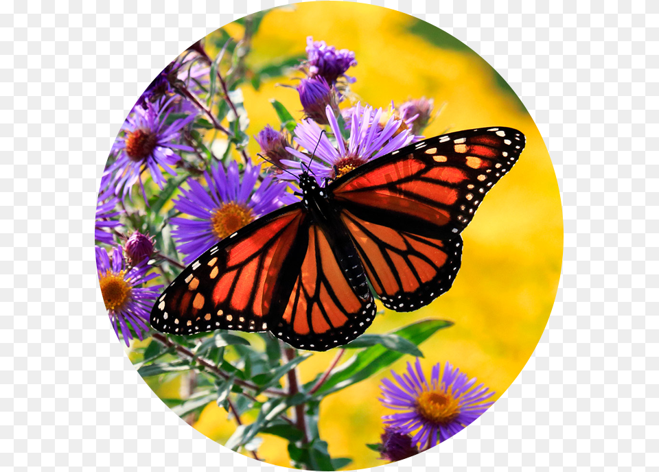 Monarch On Aster Angangueo, Daisy, Flower, Plant, Purple Free Png Download