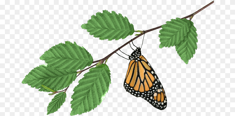 Monarch On Branch Transparent Monarch Butterfly, Leaf, Plant, Animal, Insect Png