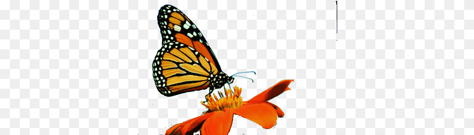 Monarch Outline Dirty Gardener Bloodflower Tropical Milkweed Flowers, Flower, Petal, Plant, Animal Free Transparent Png