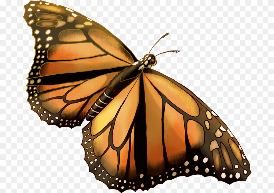 Monarch Regular Picture For Pokemon Go Players Monarch Butterfly, Animal, Insect, Invertebrate Png