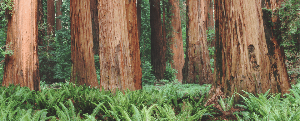 Monday Redwood Forest Wallpaper Mac, Woodland, Vegetation, Tree, Plant Png Image