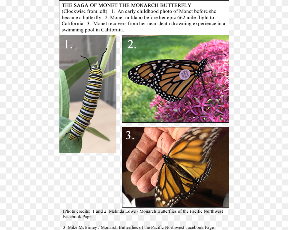 Monet Is The First Idaho Monarch In My Study To Be Monarch Butterfly, Animal, Insect, Invertebrate, Flower Free Transparent Png