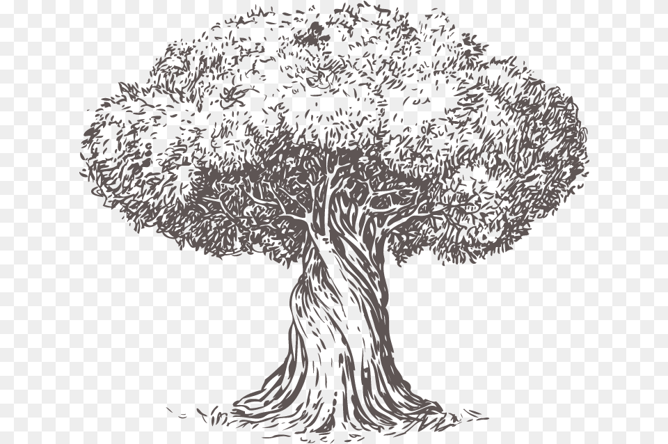 Money Cant Buy Happiness Old Olive Tree, Art, Drawing, Plant, Person Png
