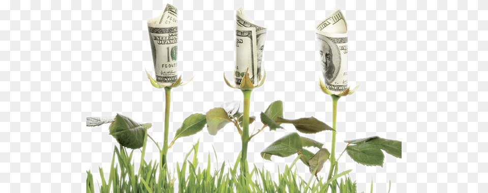 Money Flowers Unlocking The Gate To Financial Freedom, Grass, Plant, Dollar Free Transparent Png