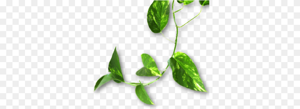 Money Plant, Leaf, Vine Free Transparent Png