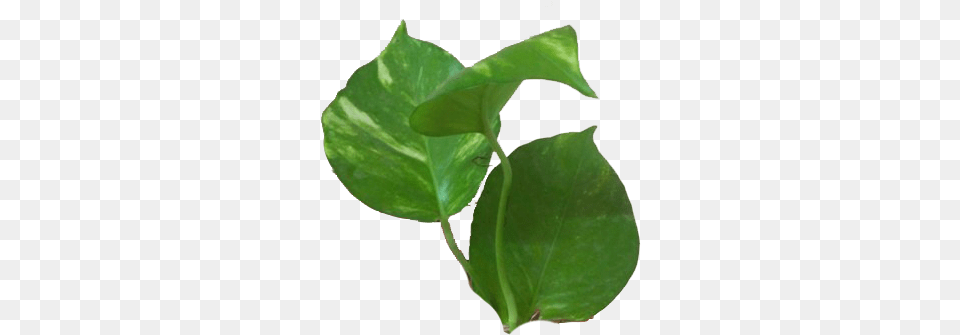 Money Plant Leaves Heartpngcom, Leaf, Vine, Flower Free Png