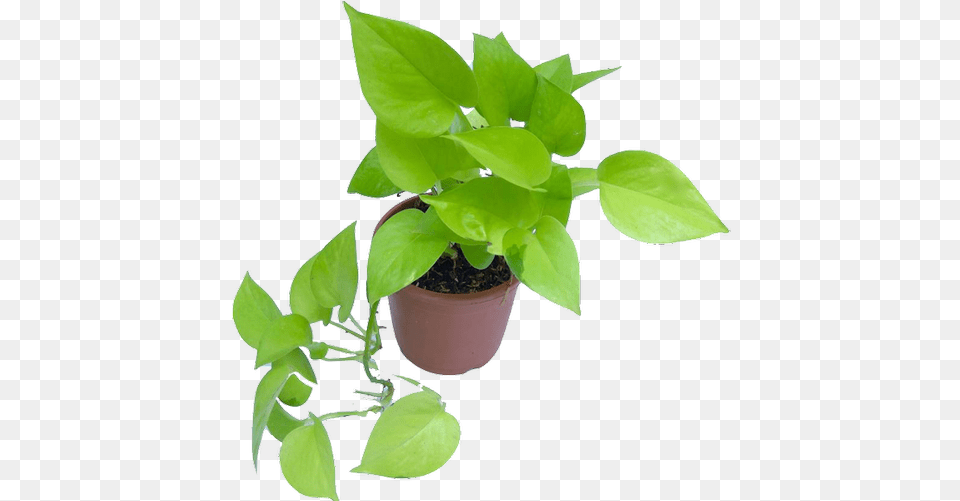 Money Plant Mani Plant Image, Leaf, Potted Plant, Vine, Herbal Free Png Download