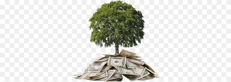 Money Tree About Us Investments An Introduction Book, Plant Free Png
