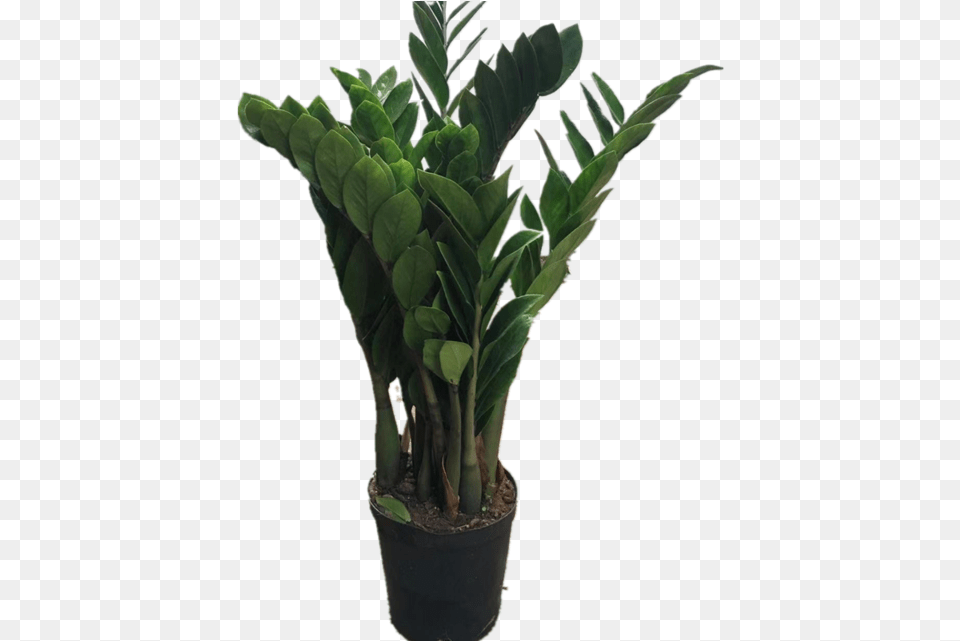 Money Tree Bonsai Potted Indoor Plants Flowers Houseplant, Leaf, Plant, Potted Plant, Palm Tree Free Png Download