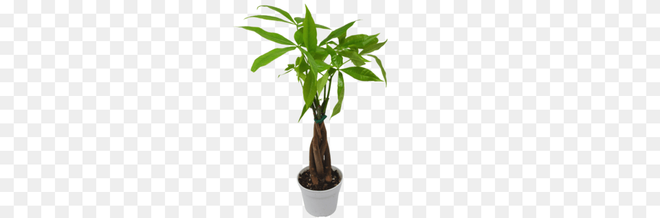 Money Tree Care Guide, Leaf, Palm Tree, Plant, Potted Plant Free Png