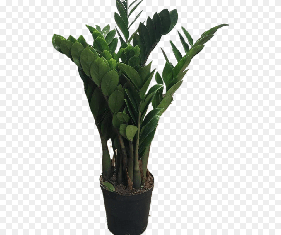 Money Tree Money Tree Indoor Living Room Big Green Houseplant, Leaf, Plant, Potted Plant, Palm Tree Free Png