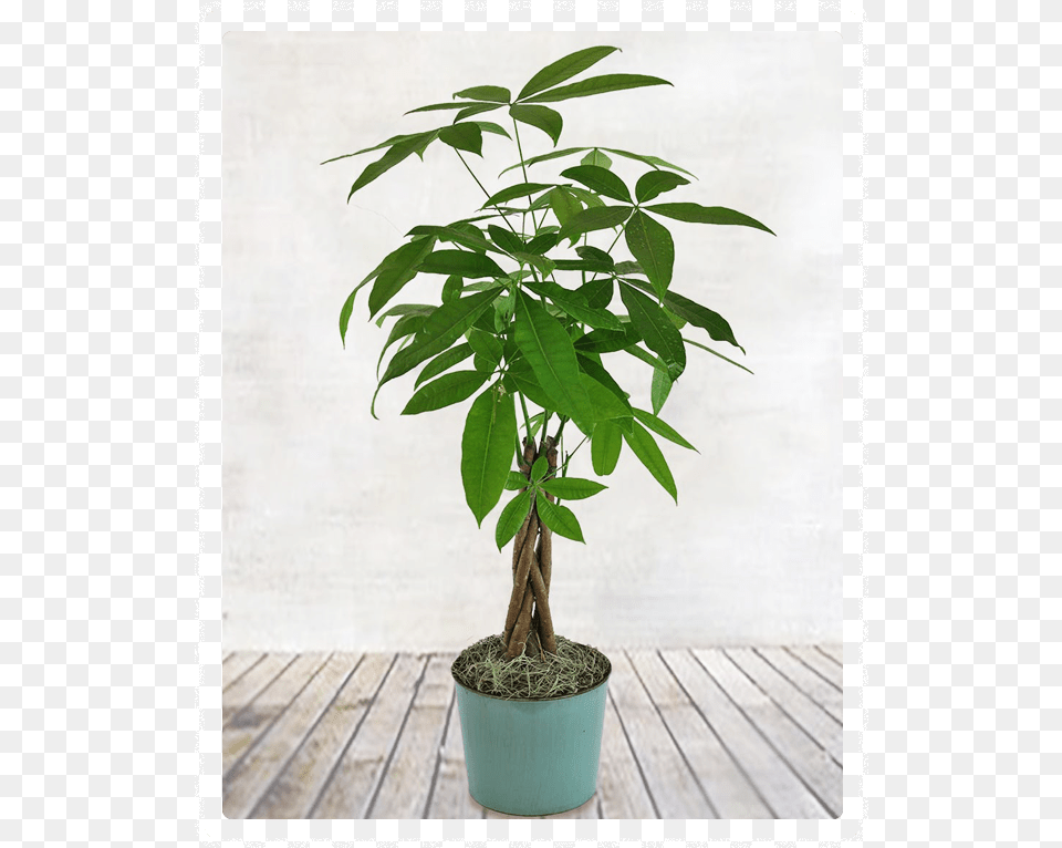 Money Tree Plant, Leaf, Potted Plant, Hemp Free Transparent Png