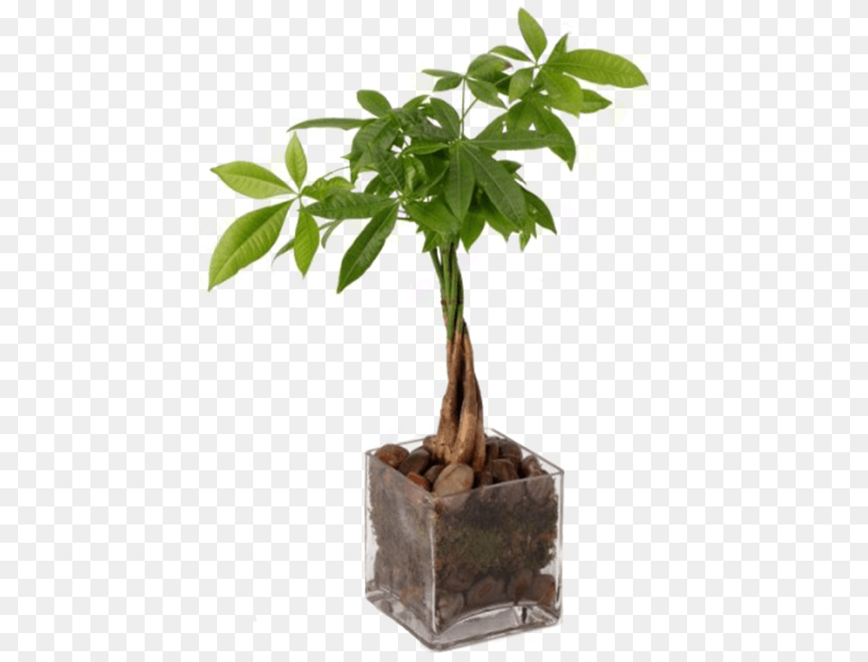 Money Tree Plant Leaf, Potted Plant, Palm Tree, Vase Free Transparent Png