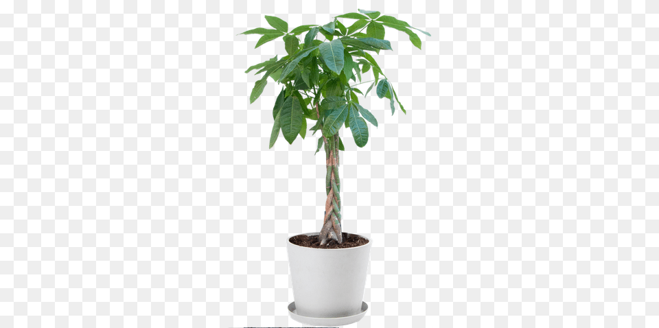 Money Tree Stone Pot Large Money Tree Plant, Leaf, Palm Tree, Potted Plant Free Png