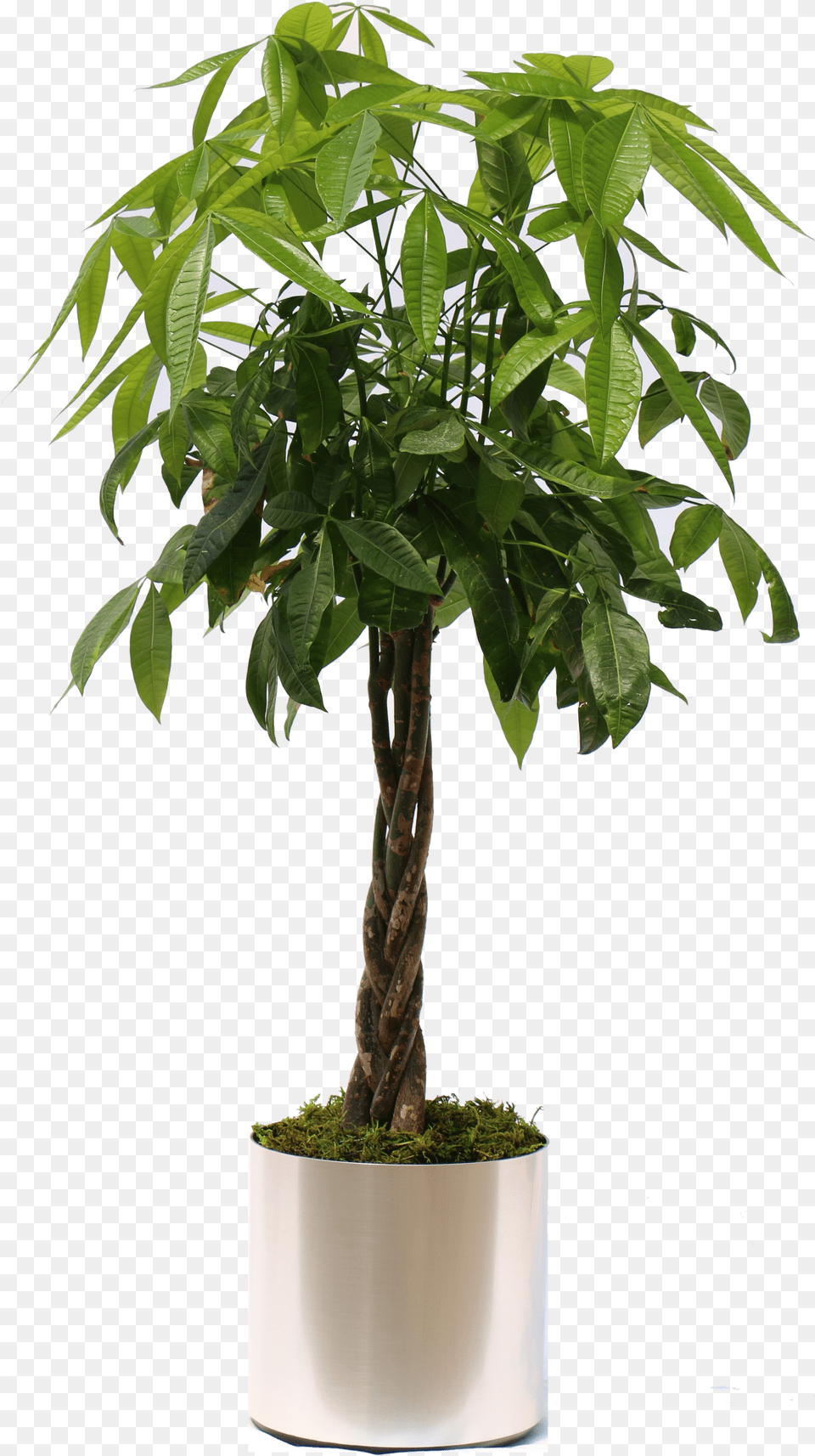 Moneytree Brshdchrome Money Tree Plant Leaf, Potted Plant, Jar, Planter Free Transparent Png