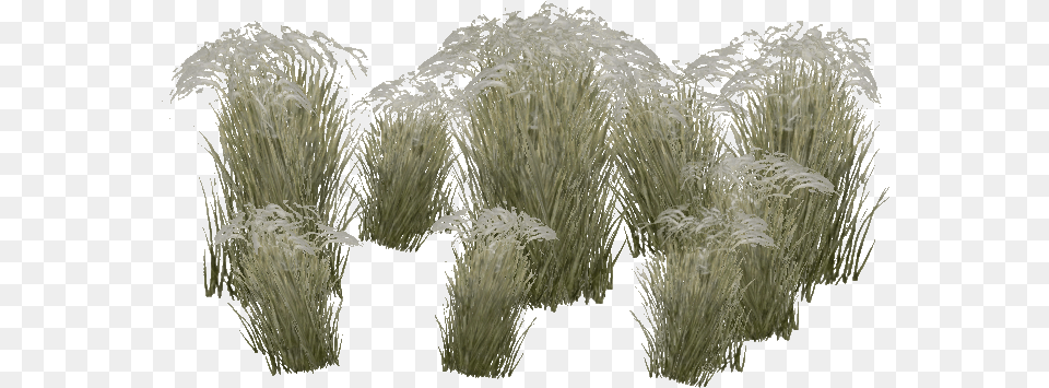 Mongolian Stipa Grass Stipa, Plant, Reed, Vegetation, Flower Free Transparent Png