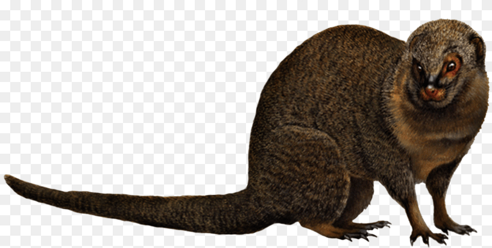 Mongoose, Animal, Mammal, Rat, Rodent Png