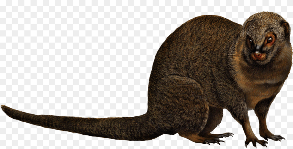 Mongoose, Animal, Mammal, Monkey, Wildlife Free Png