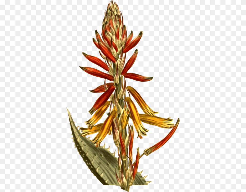 Moninckx Atlas Candelabra Aloe Hedgehog Aloe Aloe Vera Succulent, Flower, Plant, Grass Png Image