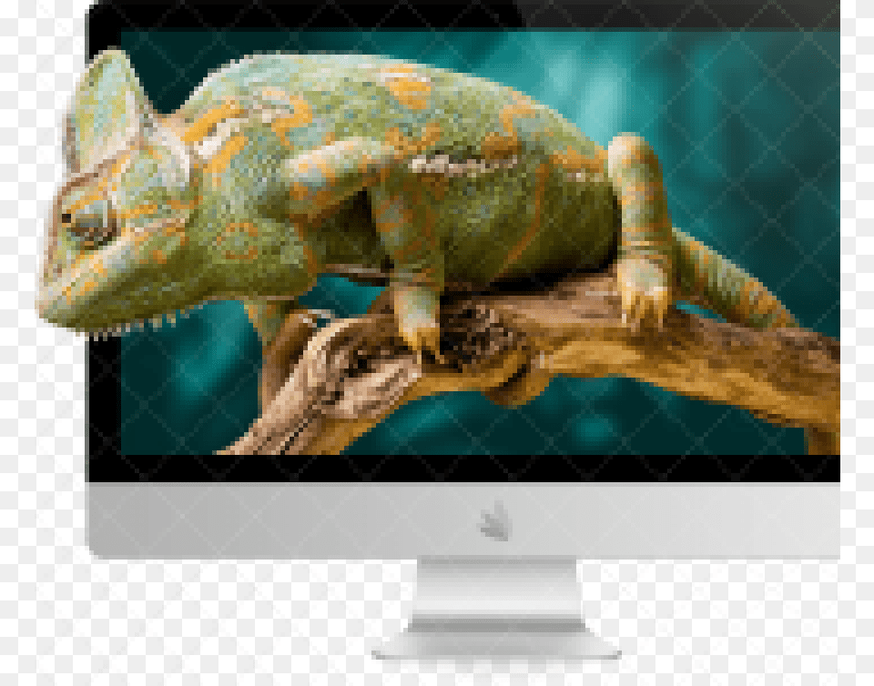 Monitor Large Right Computer Monitor, Animal, Lizard, Reptile, Iguana Free Png Download