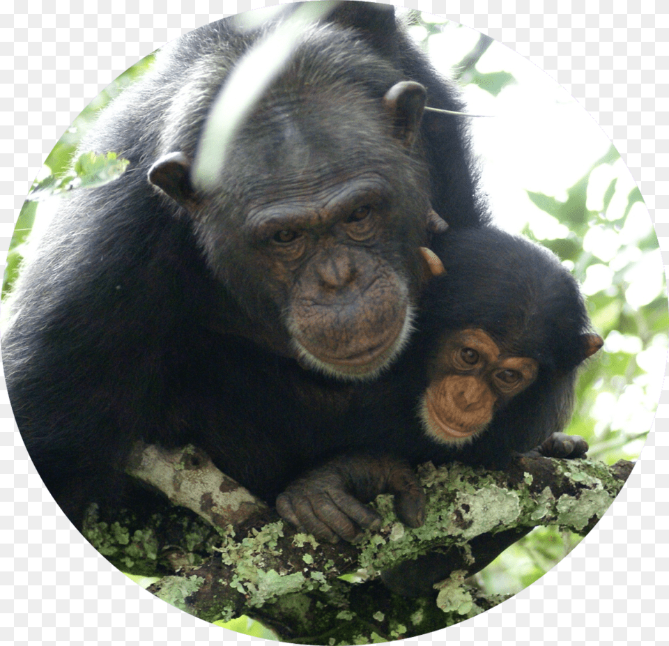 Monkey, Animal, Mammal, Wildlife, Ape Free Png Download