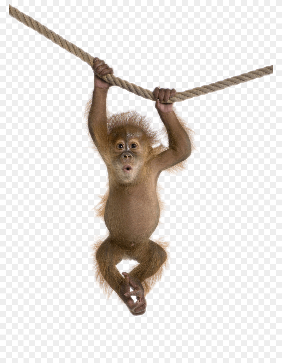 Monkey, Animal, Mammal, Wildlife, Rope Free Png