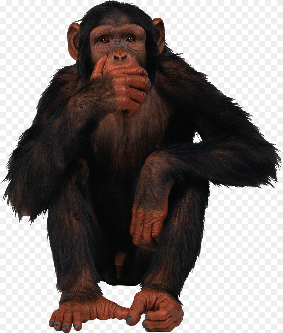 Monkey Free Transparent Png