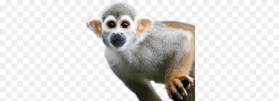 Monkey, Animal, Mammal, Wildlife Png Image