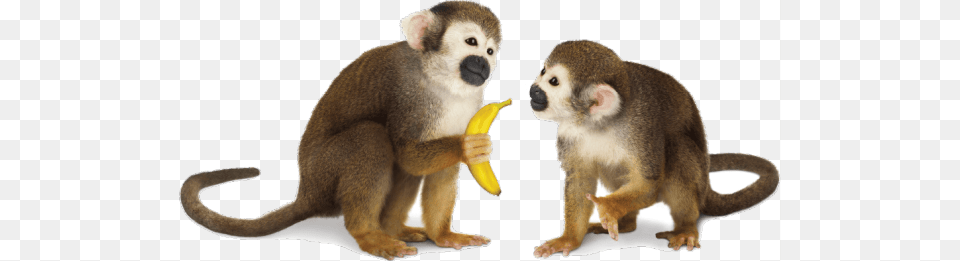 Monkey, Animal, Mammal, Wildlife, Banana Png