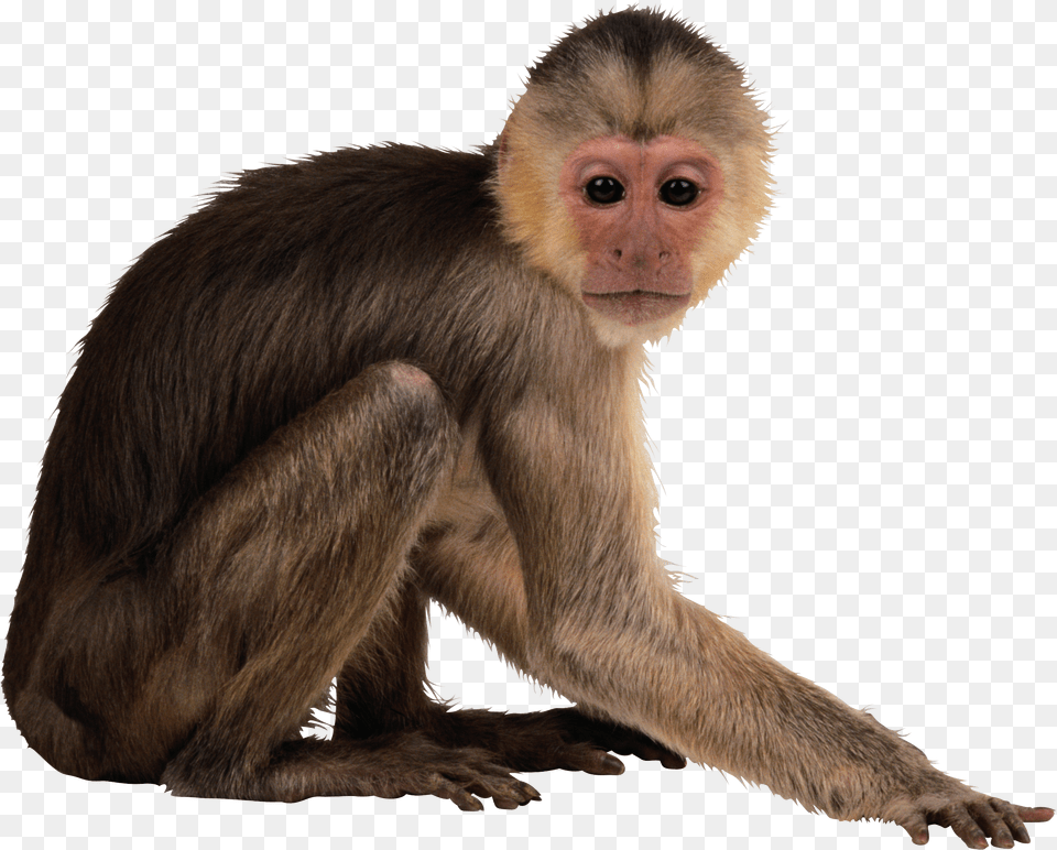 Monkey, Animal, Mammal, Wildlife, Baboon Png Image