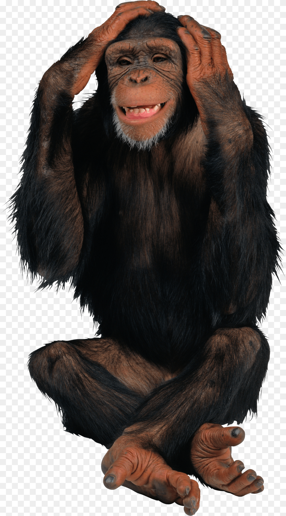 Monkey Free Transparent Png