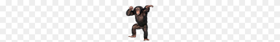 Monkey, Animal, Mammal, Wildlife, Ape Free Png