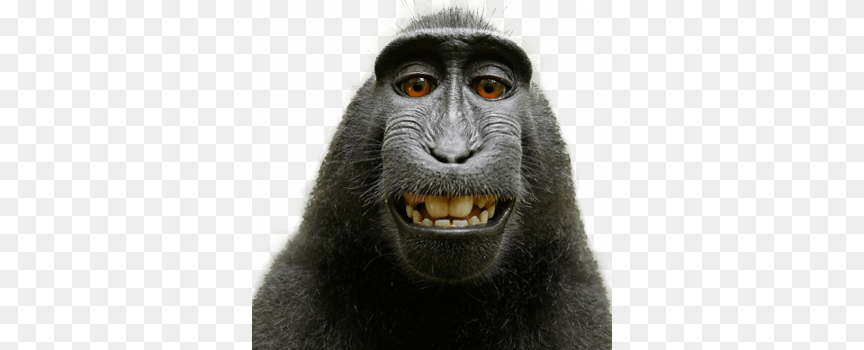 Monkey, Animal, Mammal, Wildlife, Ape Free Png Download